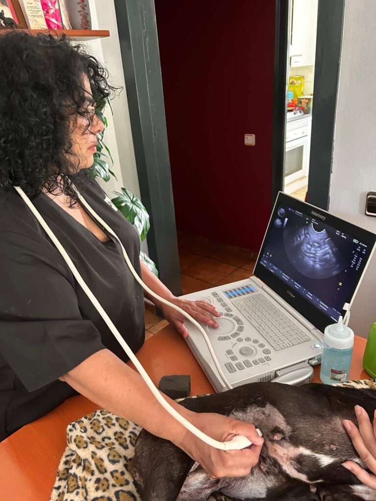 Ecografía veterinaria a domicilio en barcelona. Ecografía portátil para perros y gatos